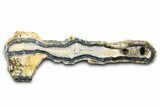 Mammoth Molar Slice With Case - South Carolina #377852-1
